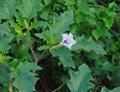 Jimson weed